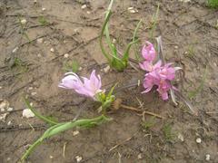 گل حسرت - بومی ایران